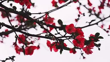 4k实拍木瓜海棠红色花朵春天空镜视频的预览图